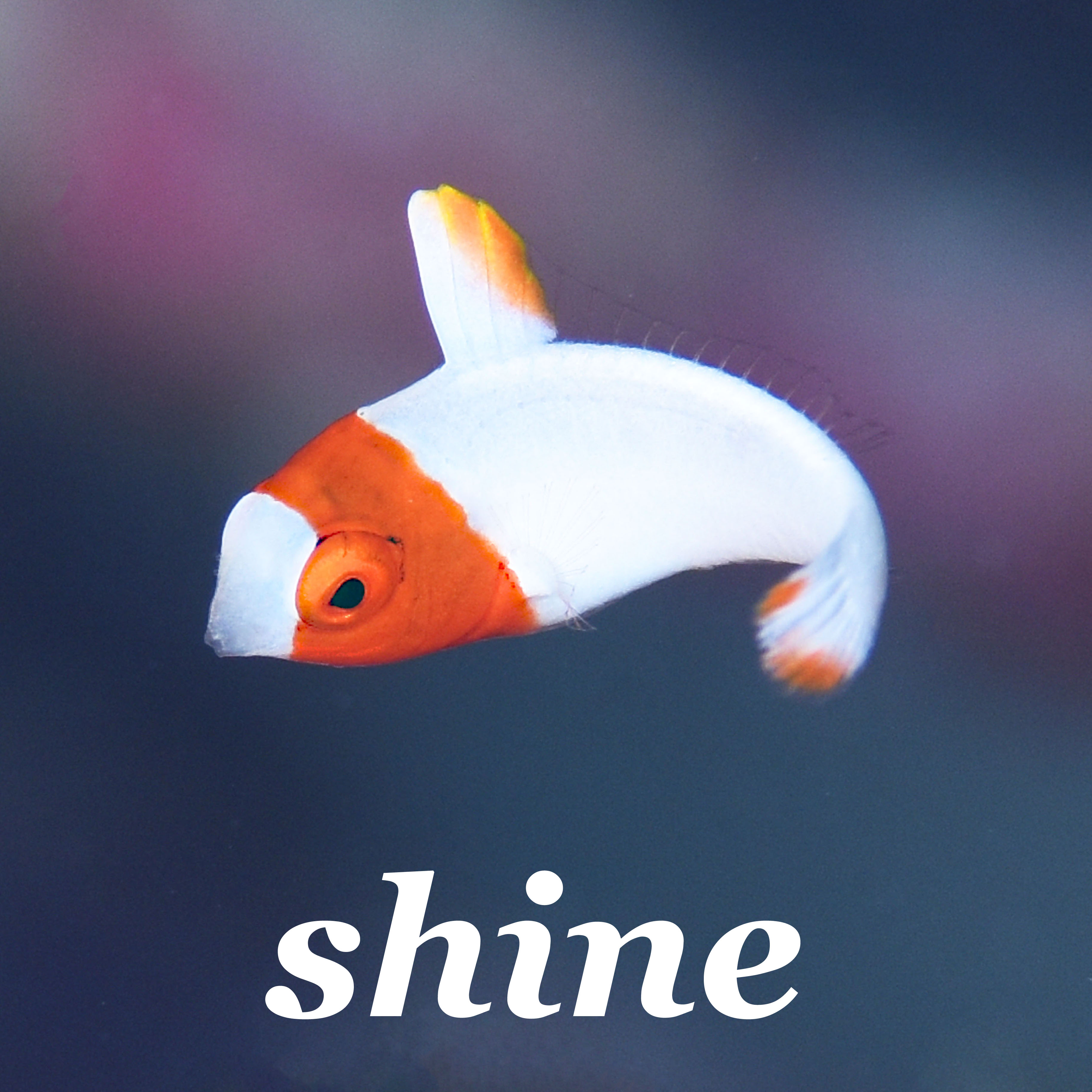 ロゴ